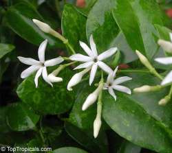 Melati Australia (Jasminum simplicifolium)