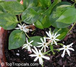 Melati Australia (Jasminum simplicifolium)