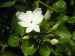 Melati Bintang (Jasminum multiflorum)