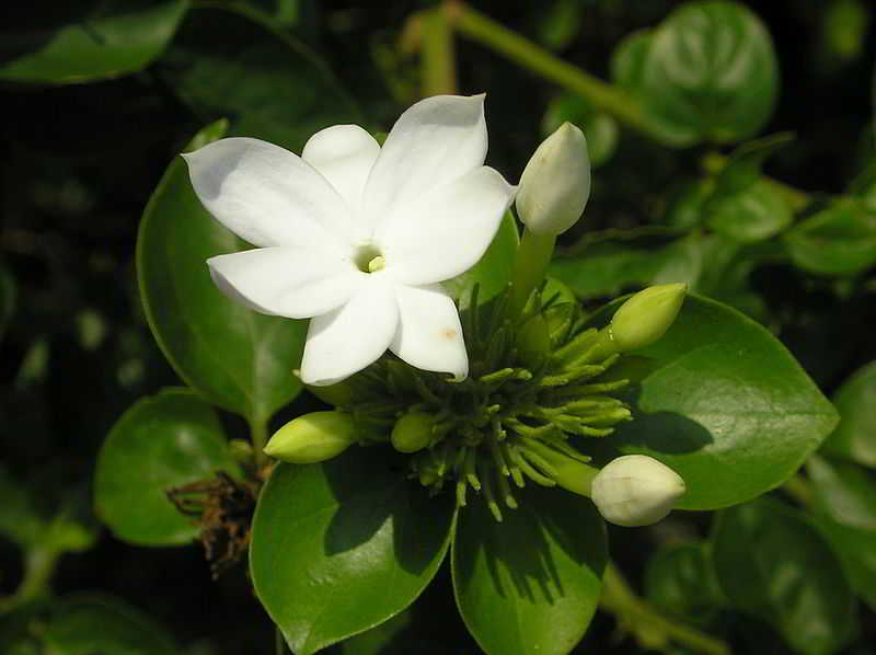 Melati Bintang (Jasminum multiflorum)