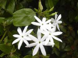Melati Bintang (Jasminum multiflorum)