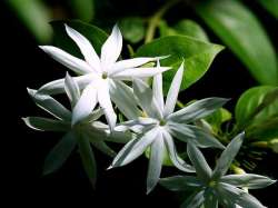 Melati Bintang (Jasminum multiflorum)