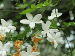 Melati Gambir (Jasminum officinale)