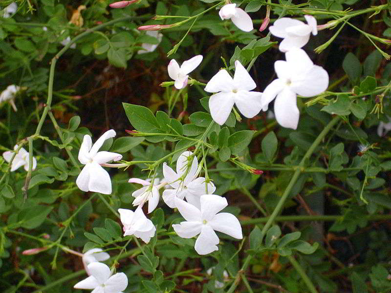 Melati Gambir (Jasminum officinale)
