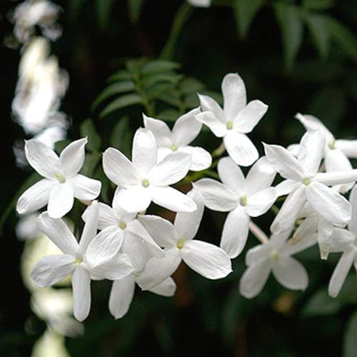 Melati Gambir (Jasminum officinale)