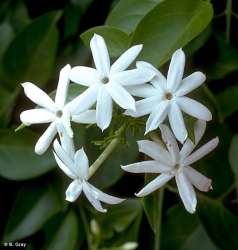 Melati Hutan (Jasminum elongatum)