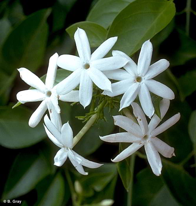 Melati Hutan (Jasminum elongatum)