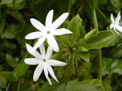 Melati Hutan (Jasminum elongatum)