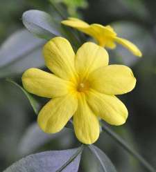 Melati Primrose (Jasminum mensyi)