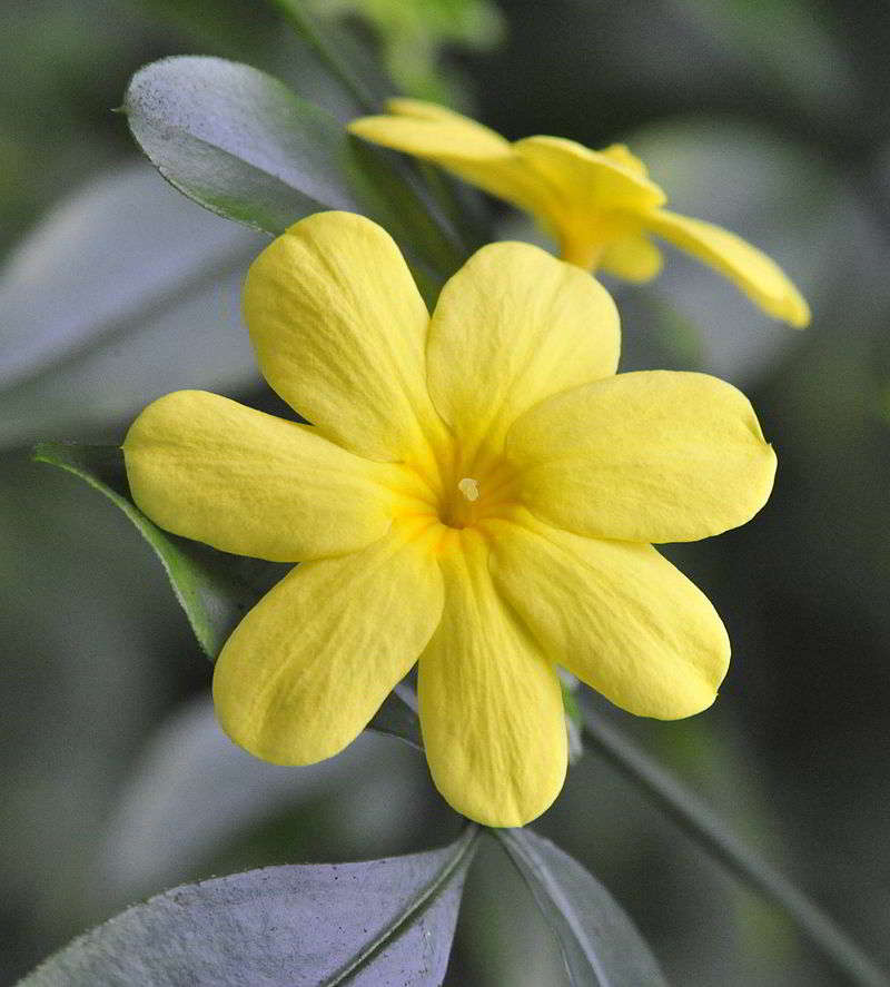 Melati Primrose (Jasminum mensyi)