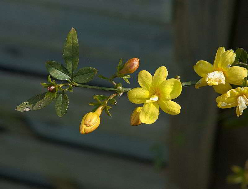 Melati Primrose (Jasminum mensyi)