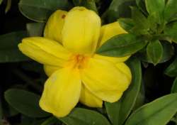 Melati Primrose (Jasminum mensyi)