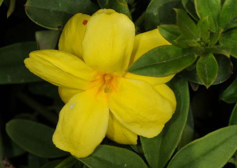 Melati Primrose (Jasminum mensyi)