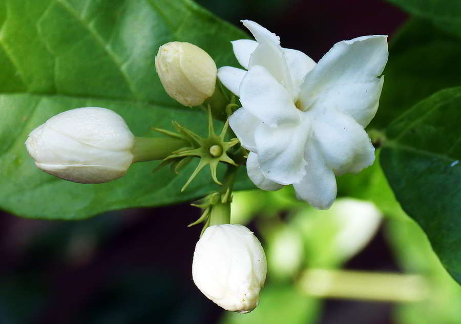 Melati Putih (Jasminum sambac)