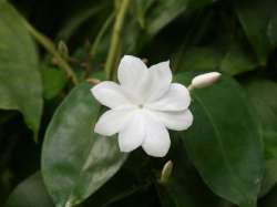 Melati Raja (Jasminum rex)