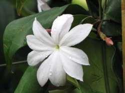 Melati Raja (Jasminum rex)