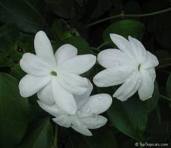 Melati Raja (Jasminum rex)