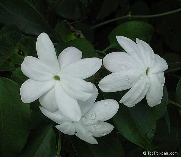 Melati Raja (Jasminum rex)