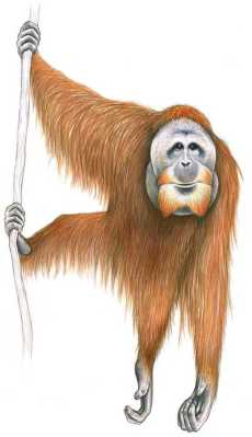 Orangutan Sumatera (Pongo abelii) Stephen D