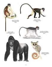 Primata Paling Terancam Punah (Afrika)