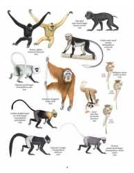 Primata Paling Terancam Punah (Asia)