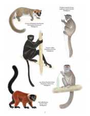 Primata Paling Terancam Punah (Madagaskar)