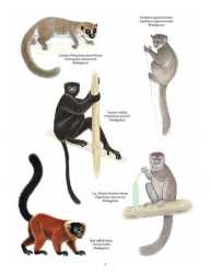 Primata Paling Terancam Punah (Madagaskar)