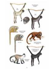 Primata Paling Terancam Punah (Neotropics)