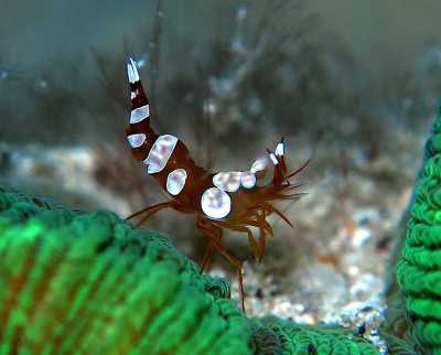 Udang Seksi Thor amboinensis