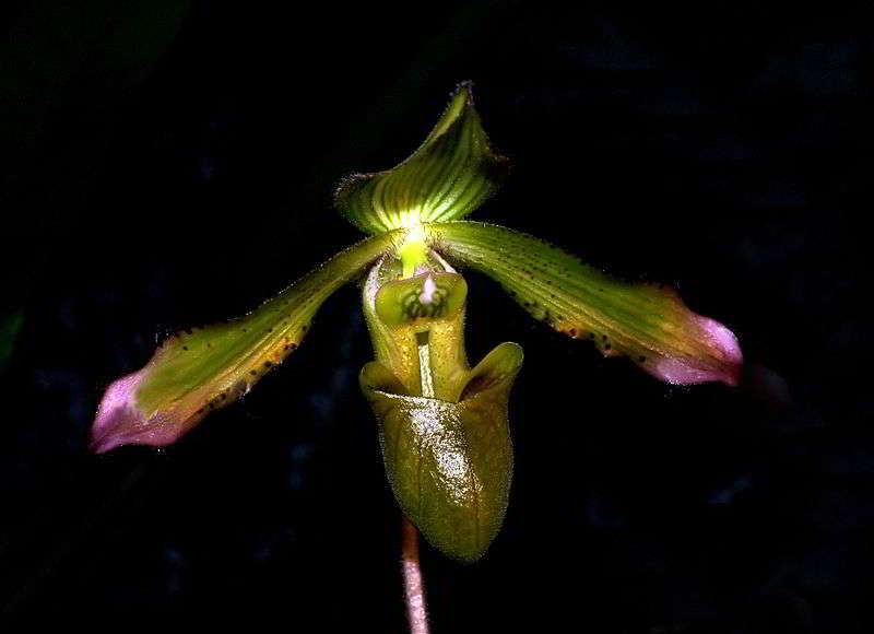Anggrek Kasut Hijau (Paphiopedilum javanicum)