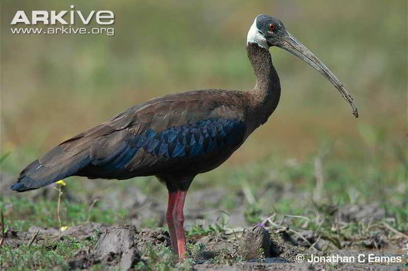 Ibis Karau (Pseudibis davisoni)