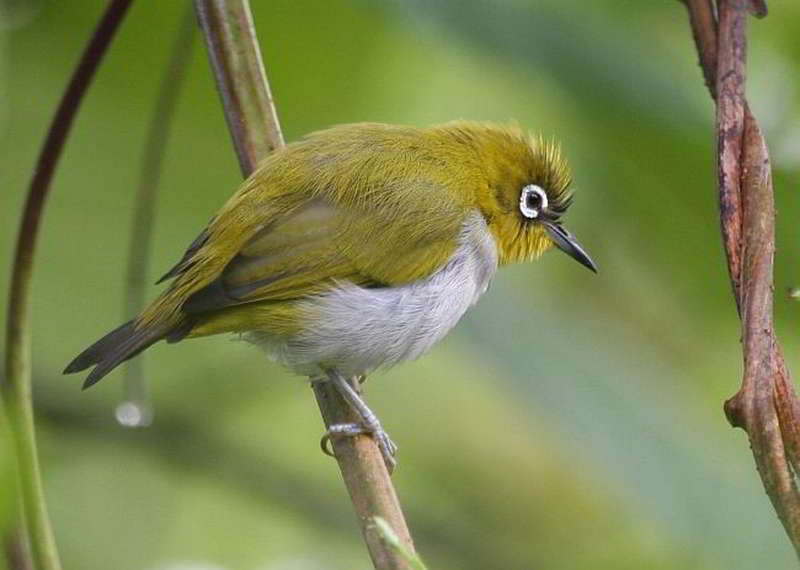 Kacamata Enggano (Zosterops salvadorii)