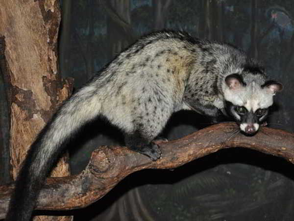 Musang Luwak – Paradoxurus hermaphroditus (Pallas, 1777)
