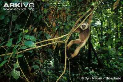 Owa Kalimantan (Hylobates albibarbis)