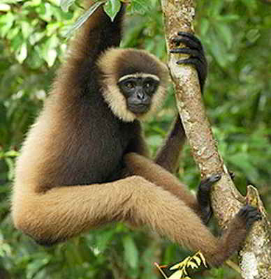 Owa Kalimantan (Hylobates albibarbis)