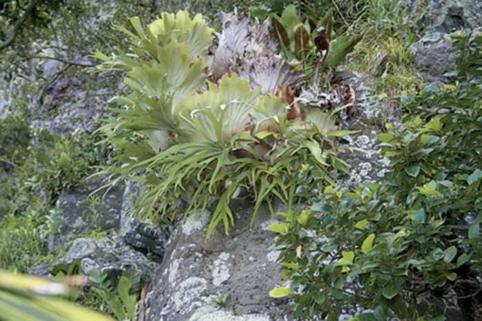 Tanduk Rusa jenis Platycerium Bifurcatum