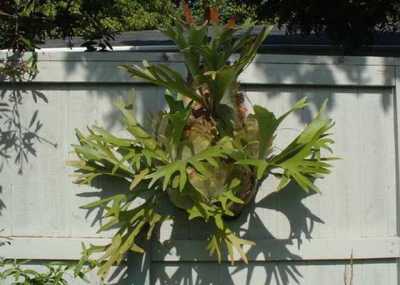 Tanduk Rusa jenis Platycerium Bifurcatum