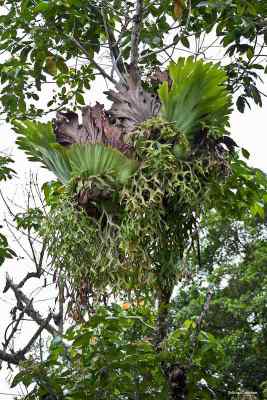 Tanduk Rusa jenis Platycerium coronarium