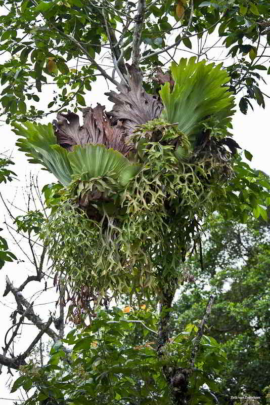 Paku Tanduk Rusa jenis Platycerium coronarium