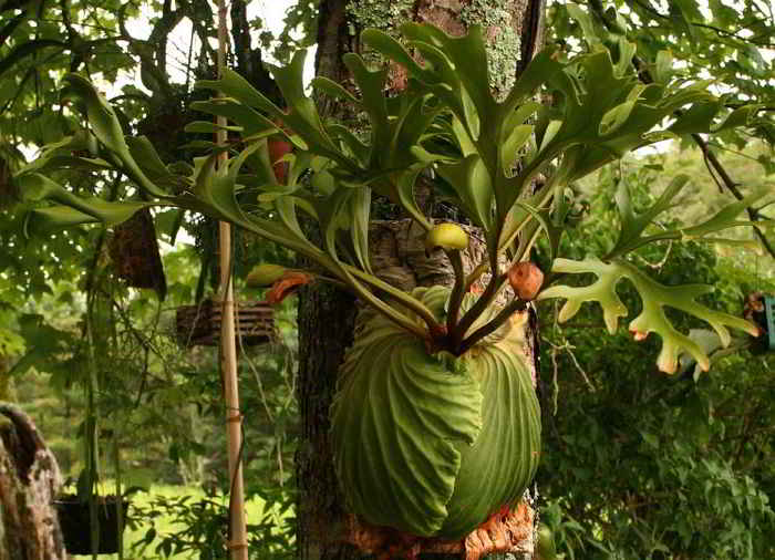 Paku Tanduk Rusa jenis Platycerium ridleyi