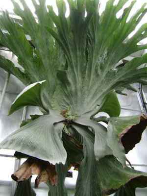 Tanduk Rusa jenis Platycerium wandae