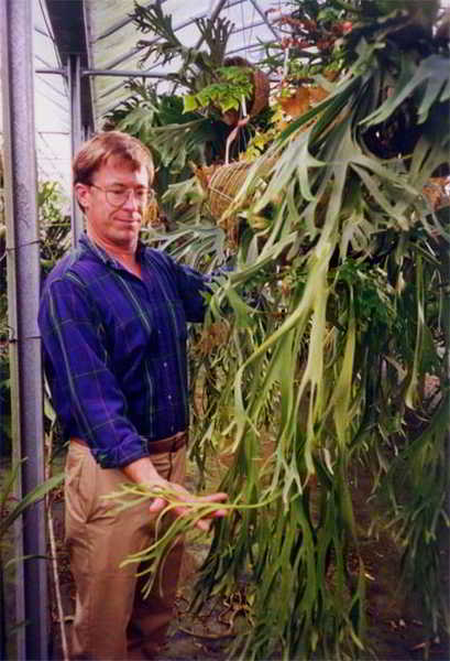 Tanduk Rusa jenis Platycerium willinckii