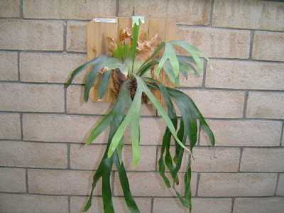 Tanduk Rusa jenis Platycerium willinckii