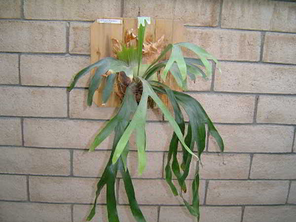 Tanduk Rusa jenis Platycerium willinckii