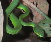 Ular Bangkai Laut (Trimeresurus albolabris)
