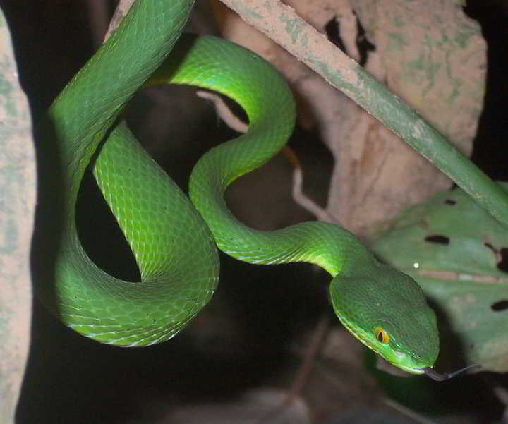 Ular Bangkai Laut (Trimeresurus albolabris)