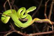 Ular Bangkai Laut (Trimeresurus albolabris)