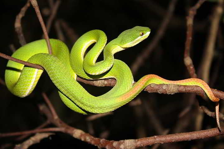 Ular Bangkai Laut (Trimeresurus albolabris)
