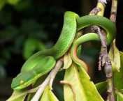 Ular Bangkai Laut (Trimeresurus albolabris)