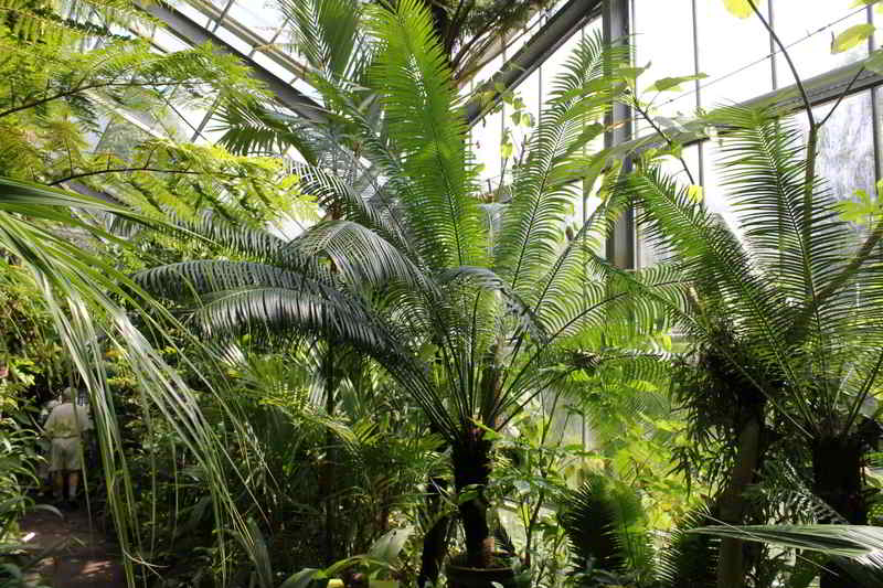 Cycas javana